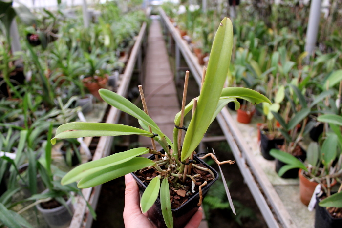 Cattleya maxima var alba 'Koenigin Sylva'.JPG