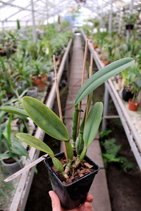 Cattleya percivaliana carnea x SELF.JPG