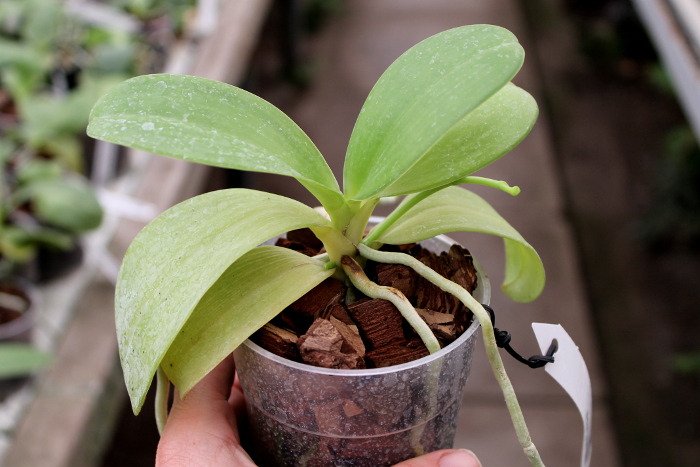 Phalaenopsis pulchra.JPG
