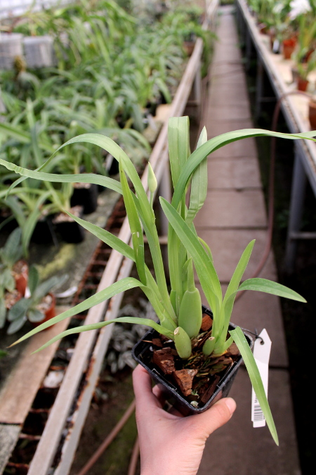 Miltoniopsis santanae.JPG