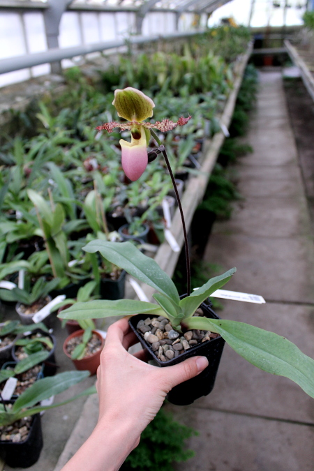 Paphiopedilum glaucophyllum2.JPG