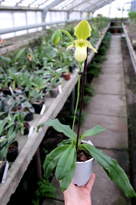 Paphiopedilum primulinum alba2.JPG