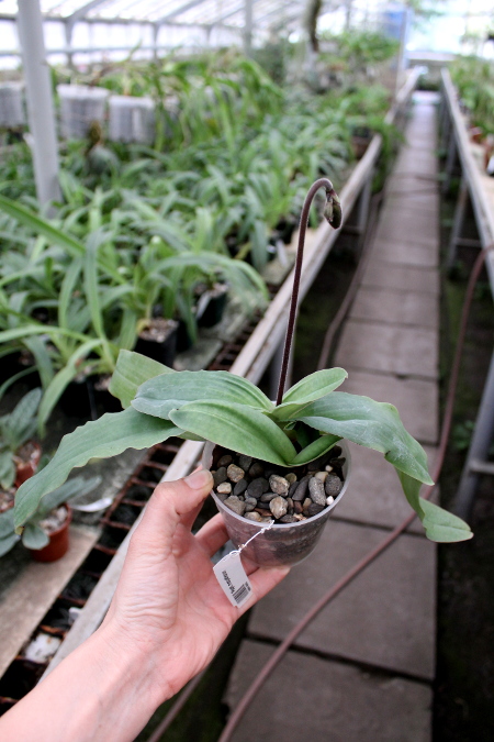 Paphiopedilum moquetteanum.JPG