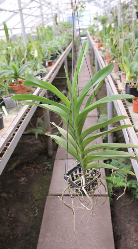 Vanda Pak Chong Blue.jpg