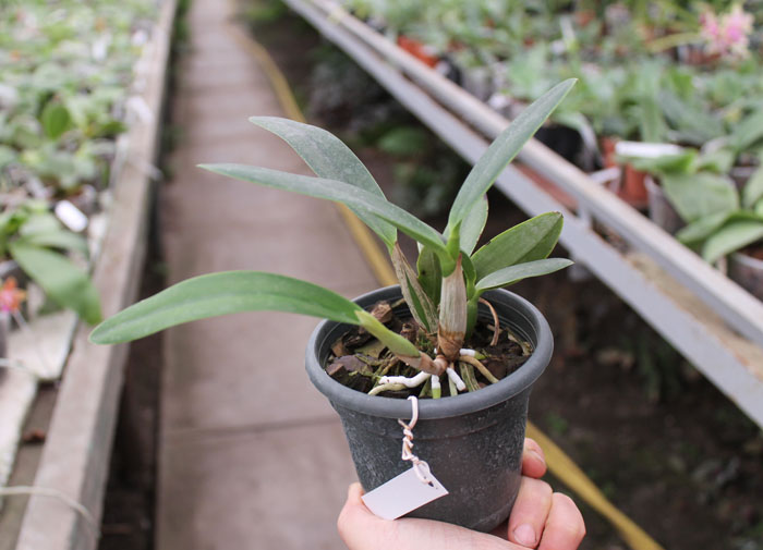 Sophrolaeliocattleya Hsin Buu Lady 'Red Beauty'.jpg
