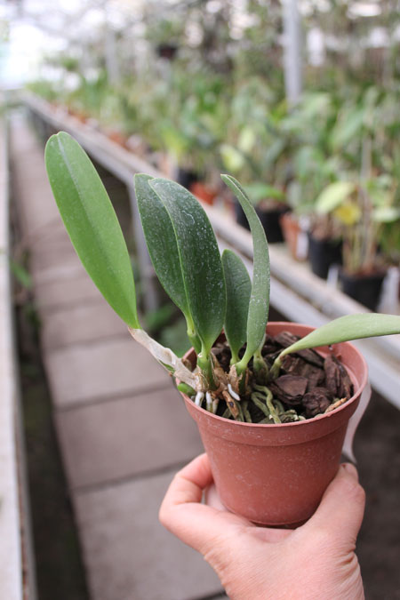 Laelia alaori x praestans.jpg