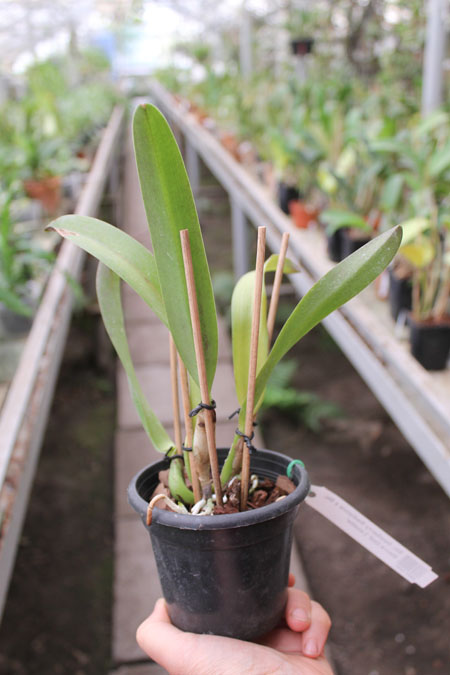 Sophrolaeliocattleya Newberry Radiance x Sophrolaeliocattleya Sierra Doll 'Lenette'.jpg