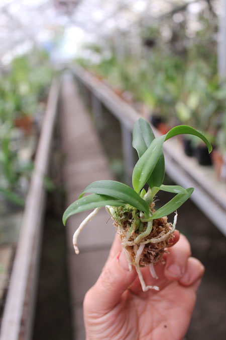 Laelia alaori x sincorana.jpg