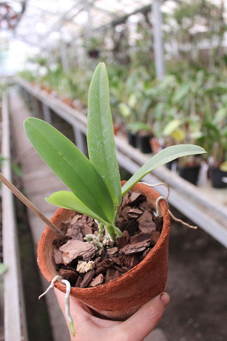 Cattleya maxima semi alba 'AWZ' x SELF.jpg