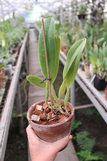 Cattleya dowiana rosea x self.jpg