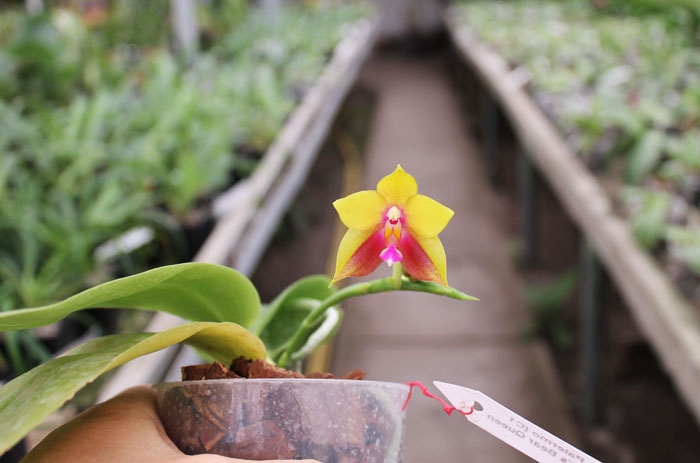 Phalaenopsis Jennifer Palermo (C1 type) x Phalaenopsis LD's Bear Queen.jpg