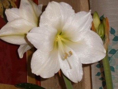 прошлогоднее цветение