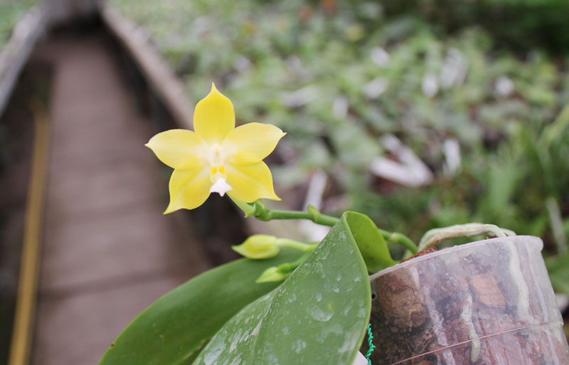 Phalaenopsis Jennifer Palermo (C1 type) x Phalaenopsis LD's Bear Queen.jpg