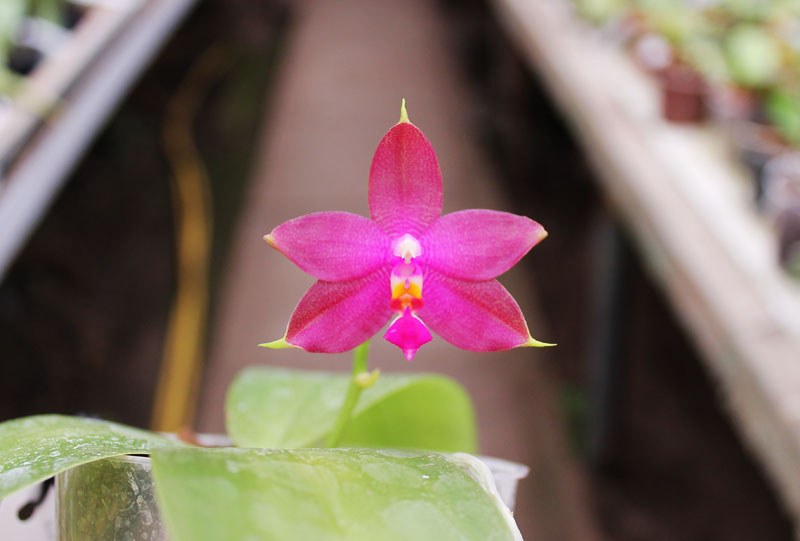 Phalaenopsis Ld's Bear King x violacea indigo.jpg