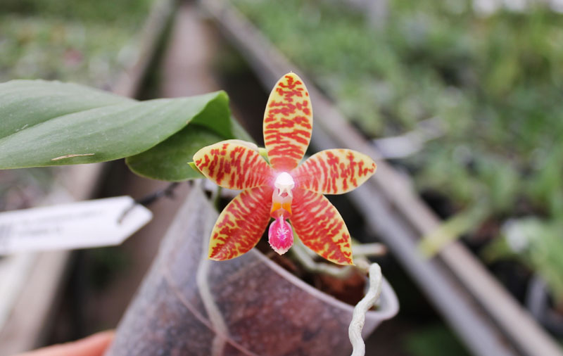 Phalaenopsis amboinensis yellow x corningiana 'CL'.jpg