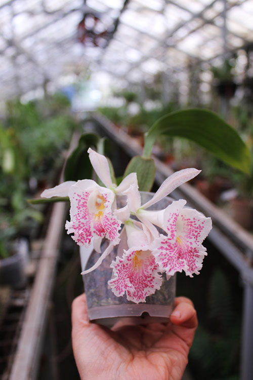 Trichopilia suavis.jpg