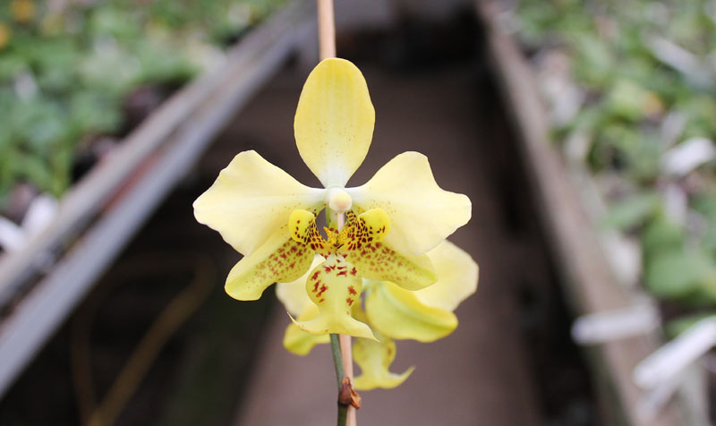 Phalaenopsis stuartiana yellow.jpg
