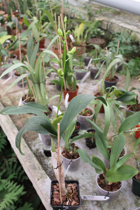 Dendrobium Nopporn Starbright.jpg