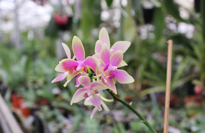 Phalaenopsis Cornustris x (Gelbliber x Princess Kaiulani) x Phalaenopsis Chiada Ziv.jpg