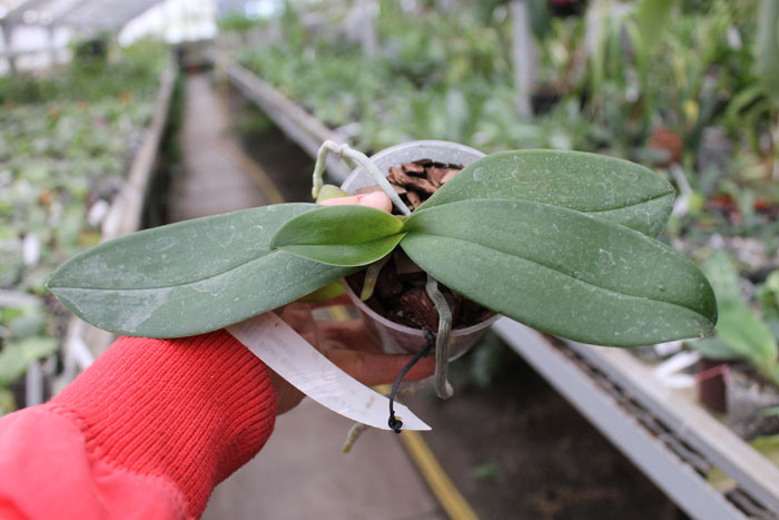 Phalaenopsis equestris alba x Phalaenopsis lindenii.jpg