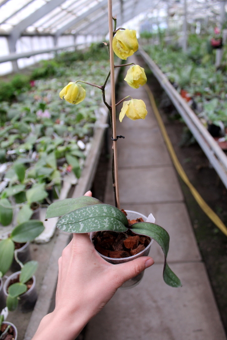 Phalaenopsis stuartiana yellow x sib.JPG
