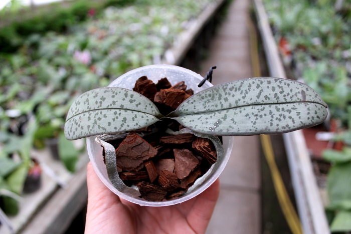 Phalaenopsis schilleriana.JPG