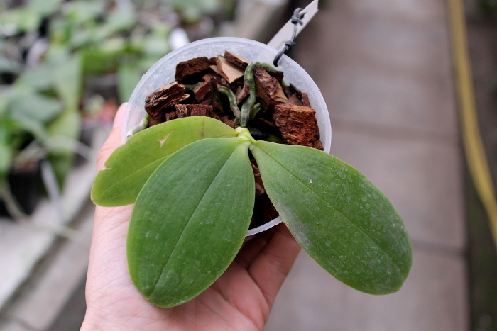 Phalaenopsis Orchid World.JPG