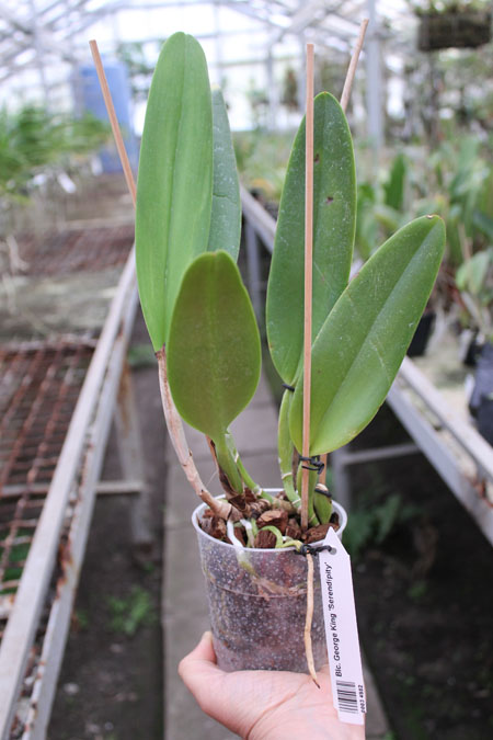 Brassolaeliocattleya George King 'Serendipity'.jpg