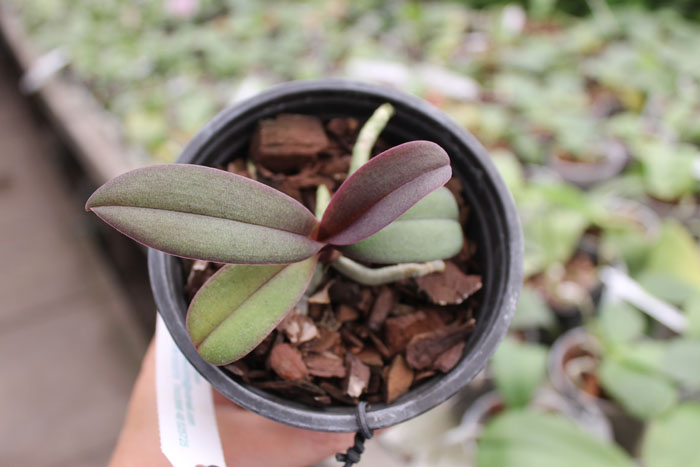 Doritaenopsis Lius Sakura.jpg