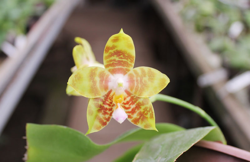 Phalaenopsis amboinensis x Phalaenopsis Penang Girl.jpg