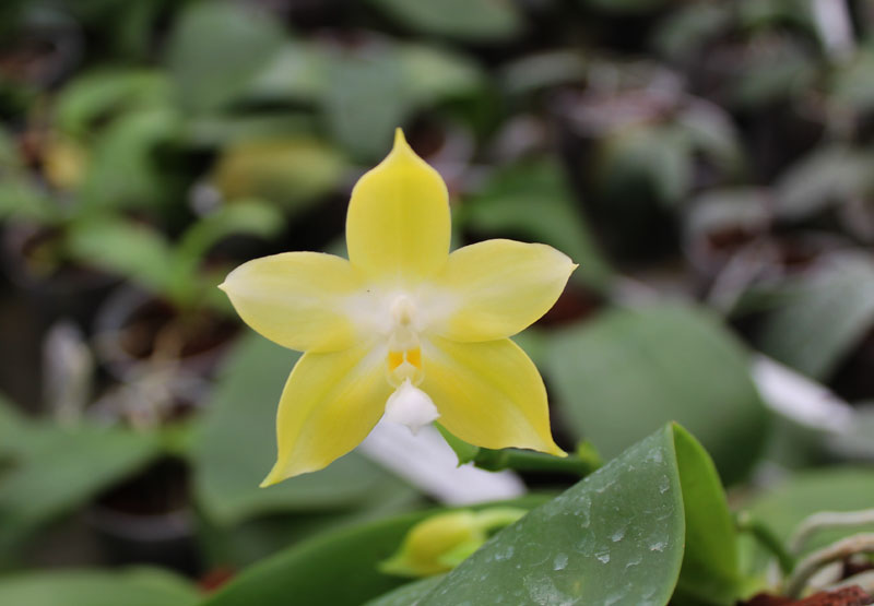 Phalaenopsis Jennifer Palermo (C1 type) x Phalaenopsis LD's Bear Queen.jpg