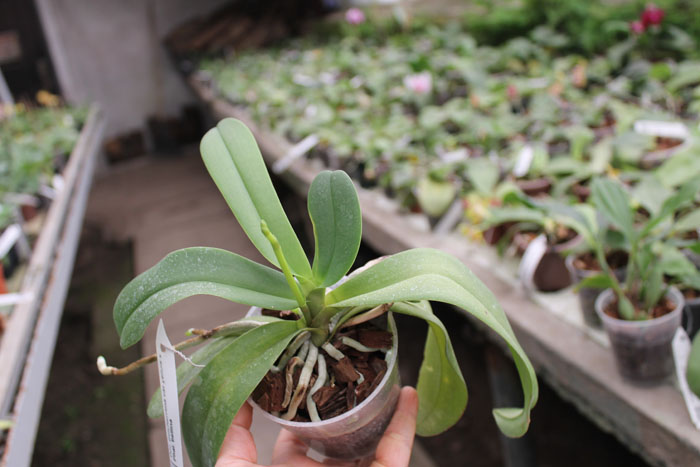 Doritis pulcherrima var yellow x Phalaenopsis bellina.jpg