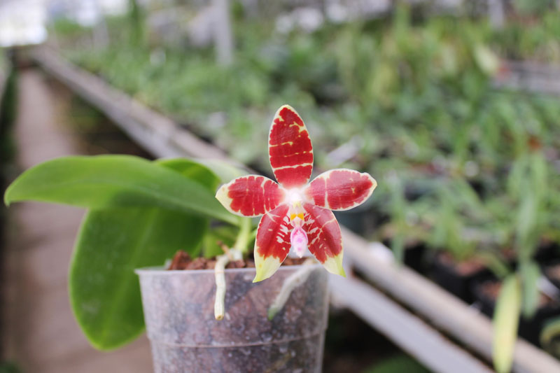 Phalaenopsis Germain Vincent x Yaphon Sir.jpg