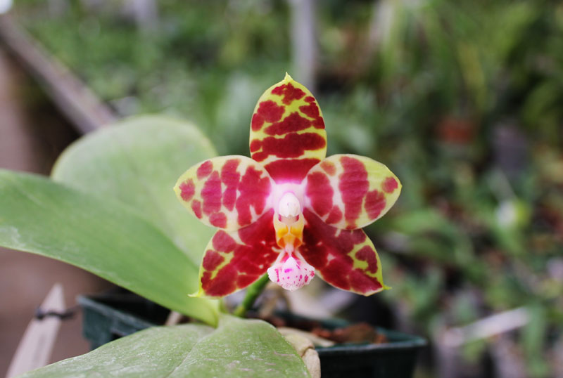 Phalaenopsis (Gelblieber x mariae).jpg