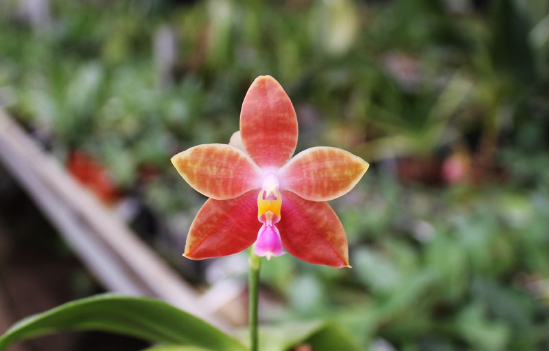 Phalaenopsis corningiana x lueddemanniana.jpg