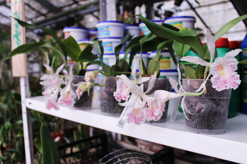 Trichopilia suavis.jpg