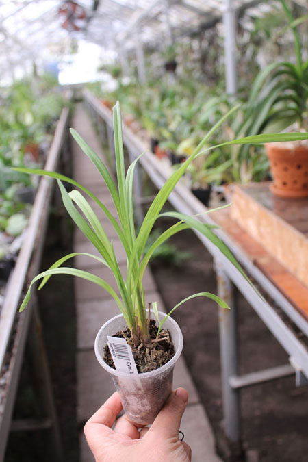 Isle 'Flamingo Three Lips'.jpg