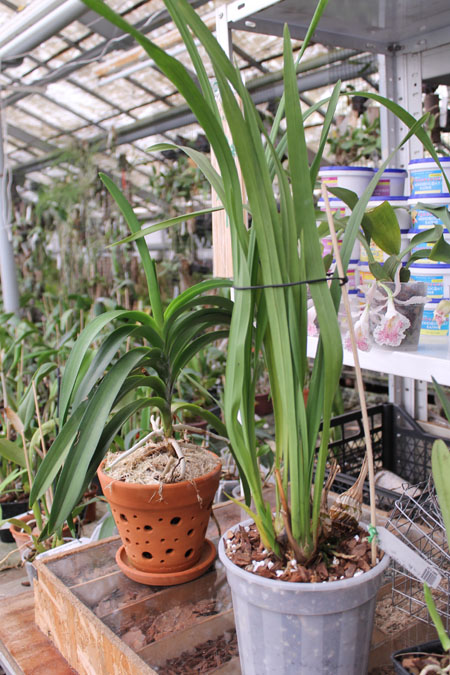 Cymbidium Everett Stockstill 'Bulai'.jpg