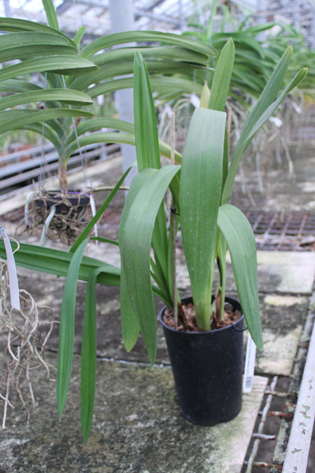 Cymbidium Pearl Dawson 'Procyon'.jpg