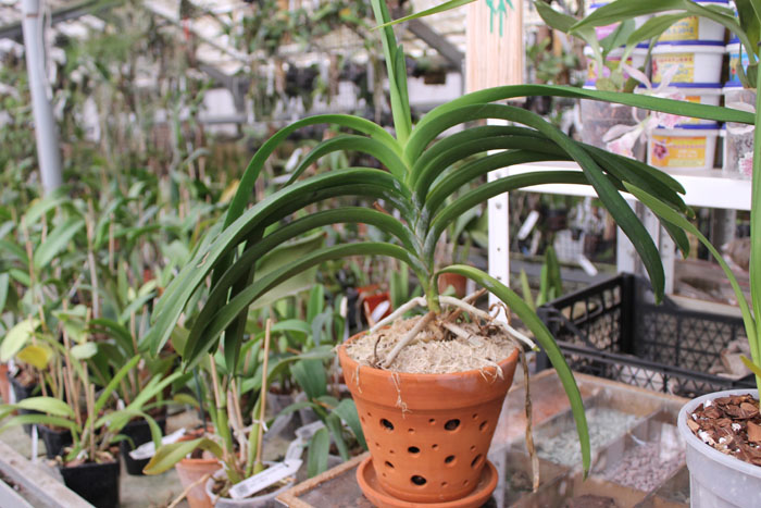 Ascocenda Kulwadee Black.jpg