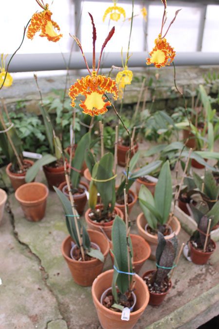 Psychopsis Kalihii 'Big'.jpg