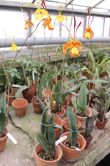 Psychopsis Mariposa alba.jpg