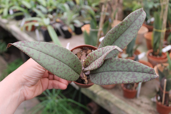 Psychopsis Mendenhall 'Hildos'.jpg