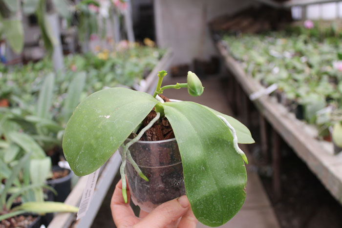 Phalaenopsis KS Evergreen x KS Happy Eagle.jpg