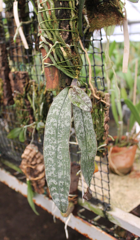 Phalaenopsis schilleriana.jpg