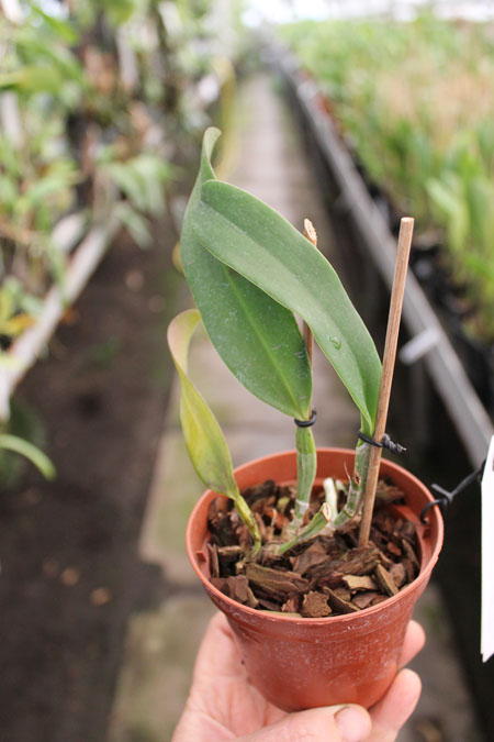 Cattleya warneri trilabelo 'Marcos Zanoni' x Cattleya schilleriana.jpg