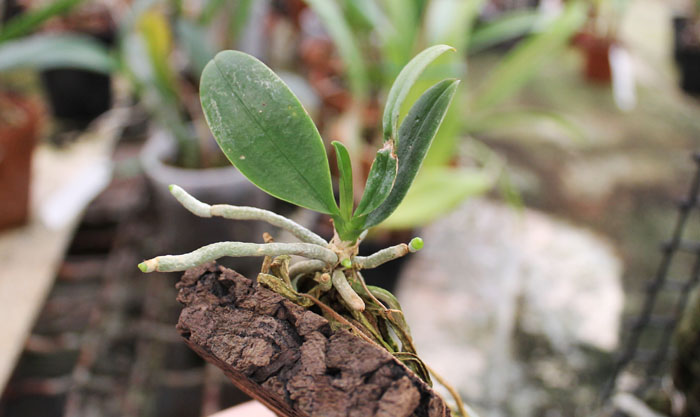 Phalaenopsis wilsonii.jpg