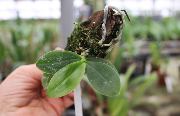 Phalaenopsis javanica.jpg