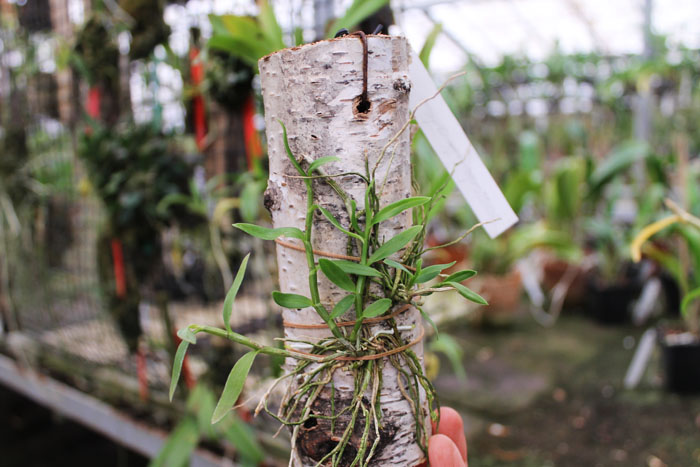 Dendrobium loddigesii.jpg