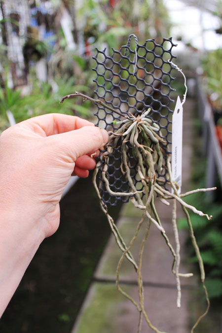 Chiloschista usnoides.jpg